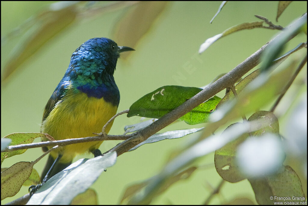 Collared Sunbird male adult