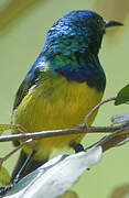 Collared Sunbird