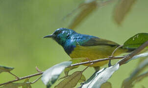 Collared Sunbird