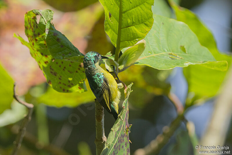 Collared Sunbird