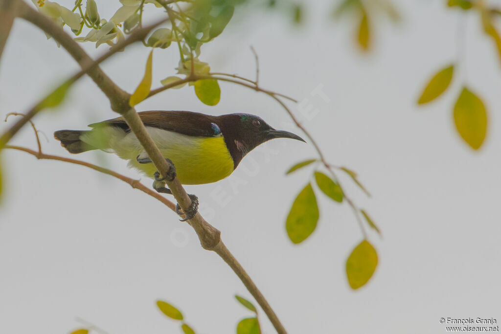 Purple-rumped Sunbird male