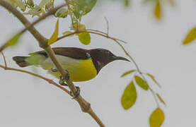 Purple-rumped Sunbird