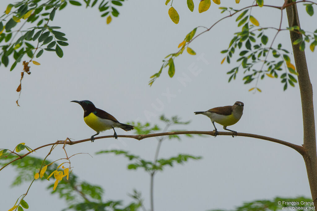 Purple-rumped Sunbirdadult