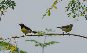 Purple-rumped Sunbird