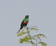 Beautiful Sunbird