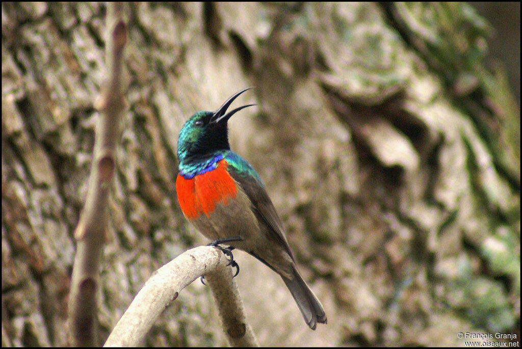 Greater Double-collared Sunbird male