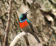 Greater Double-collared Sunbird