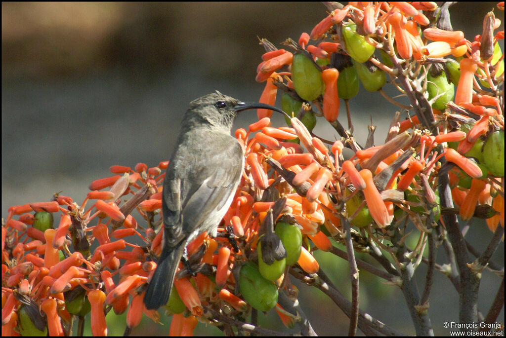 Greater Double-collared Sunbird female