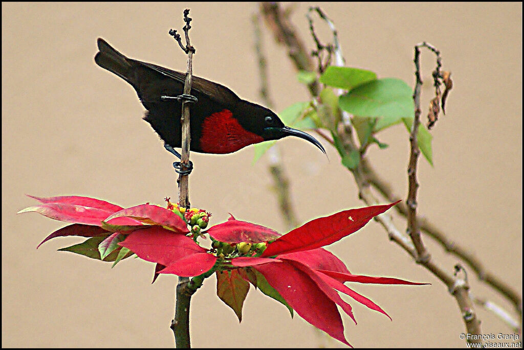 Scarlet-chested Sunbird male