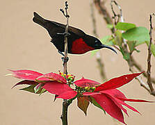 Scarlet-chested Sunbird