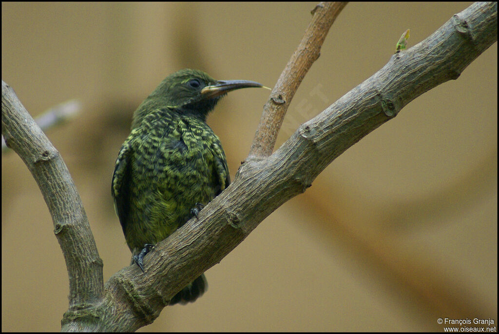 Scarlet-chested Sunbirdjuvenile