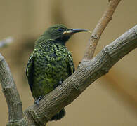 Scarlet-chested Sunbird