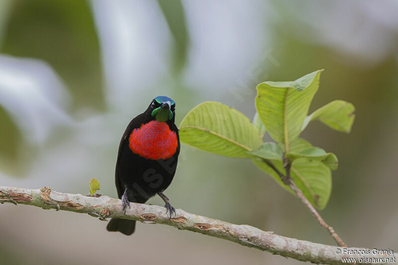 Scarlet-chested Sunbirdadult