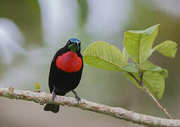 Scarlet-chested Sunbird