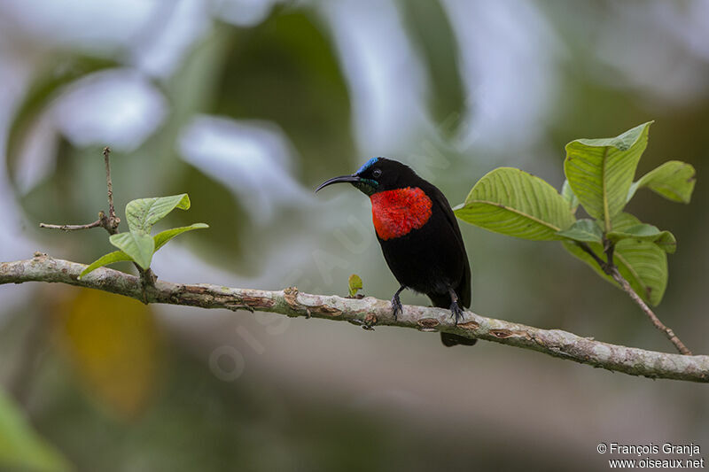 Scarlet-chested Sunbirdadult