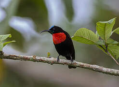 Scarlet-chested Sunbird