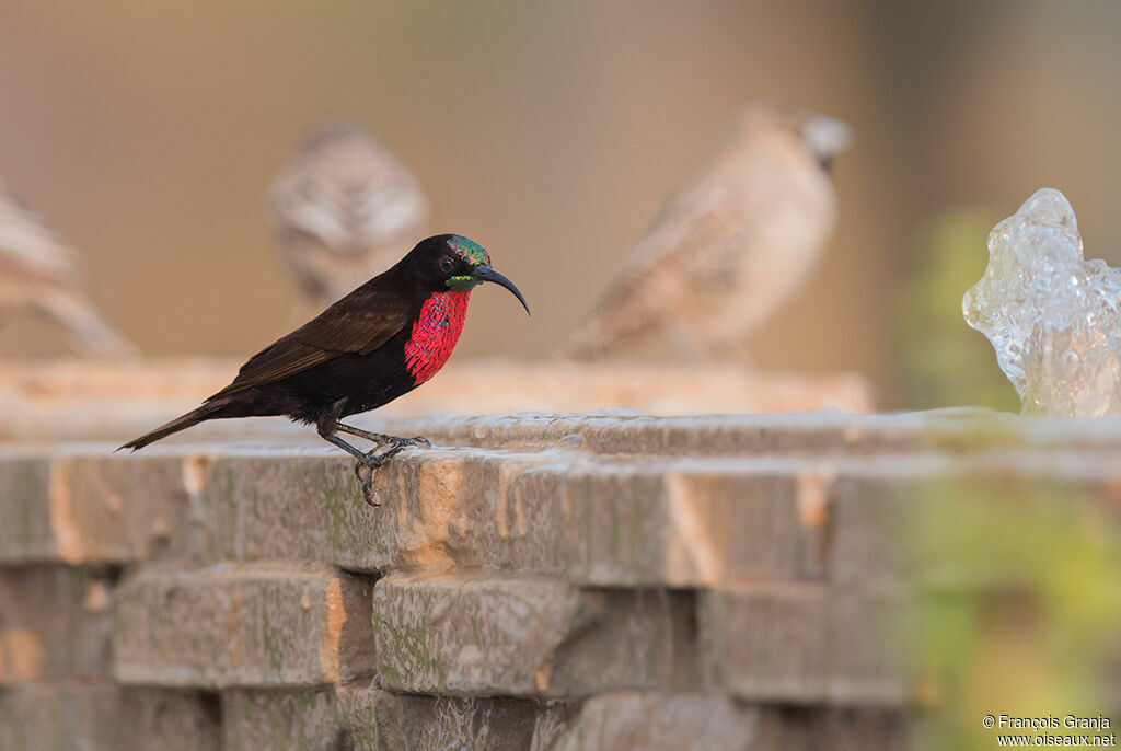 Scarlet-chested Sunbird