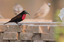 Scarlet-chested Sunbird