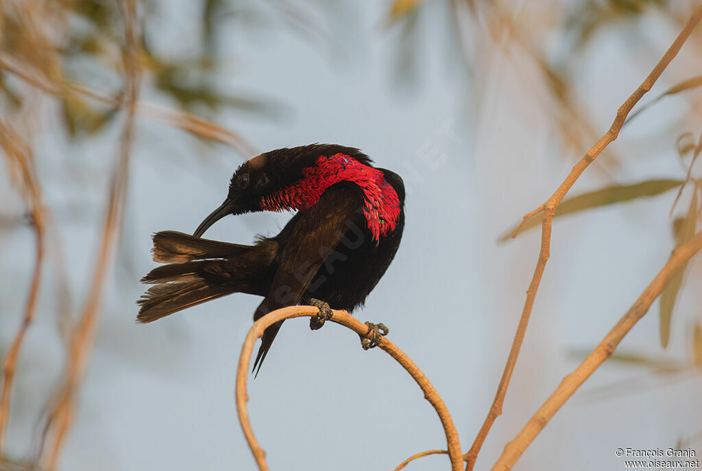 Scarlet-chested Sunbird