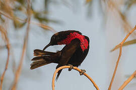 Scarlet-chested Sunbird