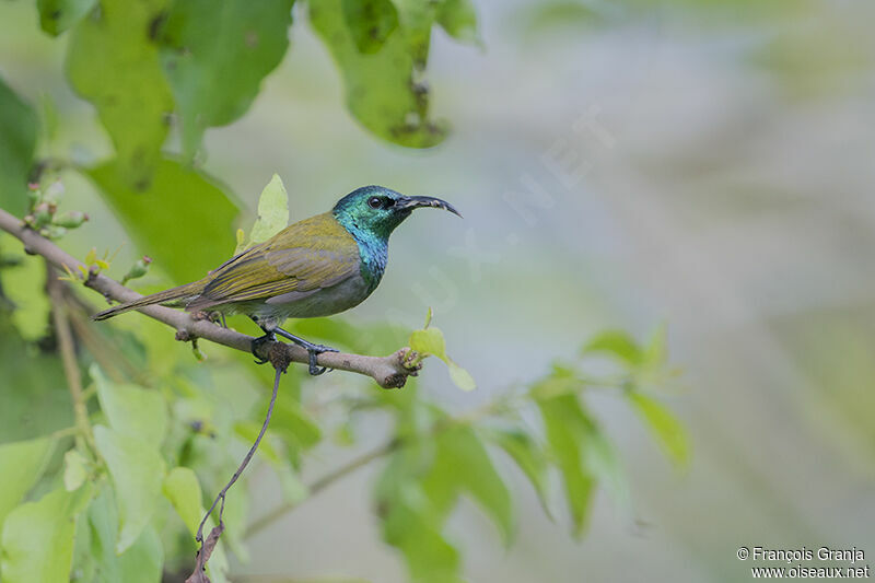 Green-headed Sunbirdadult