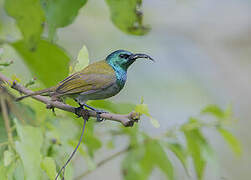 Green-headed Sunbird