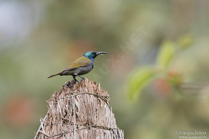 Green-headed Sunbirdadult