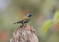 Green-headed Sunbird