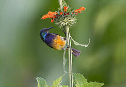 Variable Sunbird