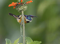 Variable Sunbird