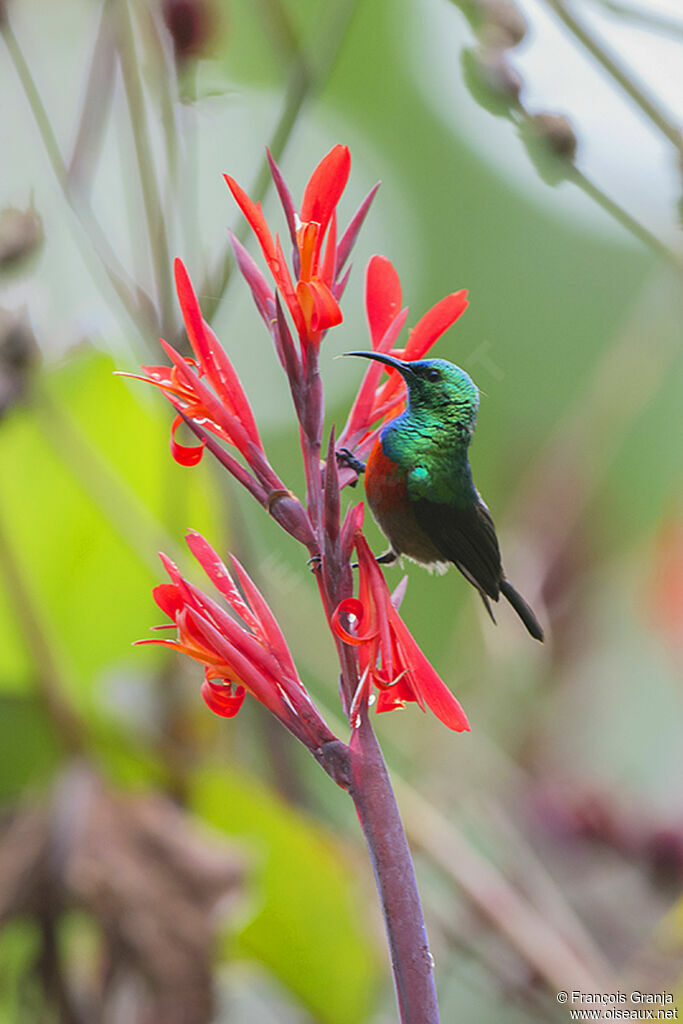 Olive-bellied Sunbirdadult