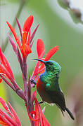 Olive-bellied Sunbird