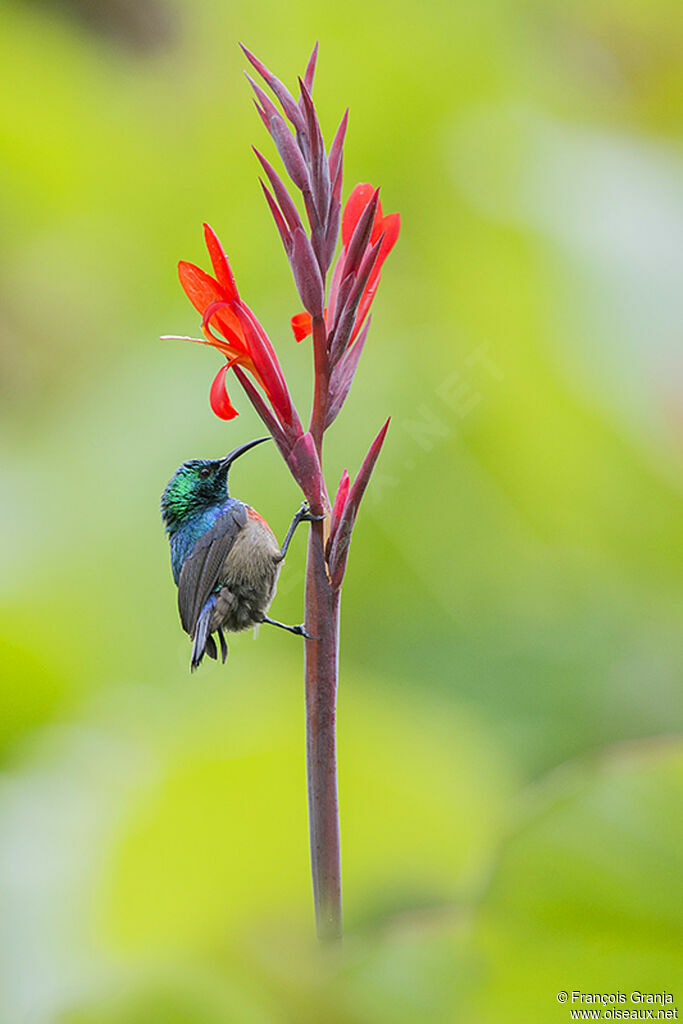 Olive-bellied Sunbird