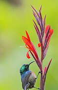 Olive-bellied Sunbird