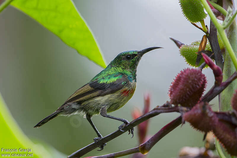 Olive-bellied Sunbird male adult transition, identification