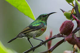 Olive-bellied Sunbird