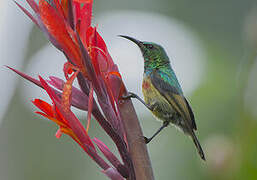 Olive-bellied Sunbird