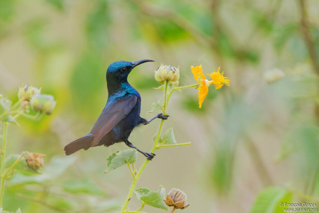 Purple Sunbird