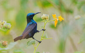 Purple Sunbird