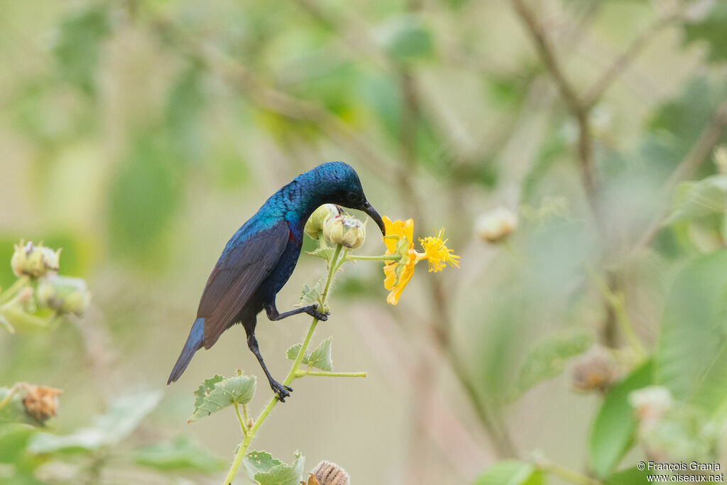 Purple Sunbird