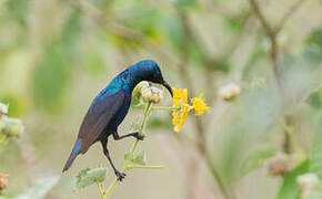 Purple Sunbird