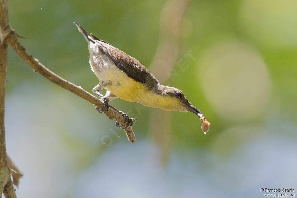 Purple Sunbird female