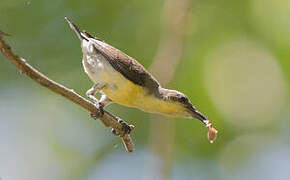 Purple Sunbird