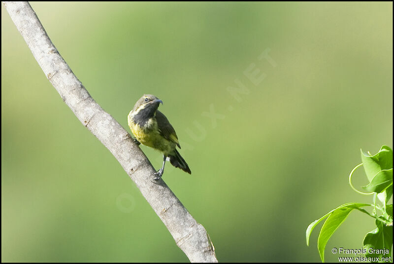 Bronzy Sunbird male juvenile