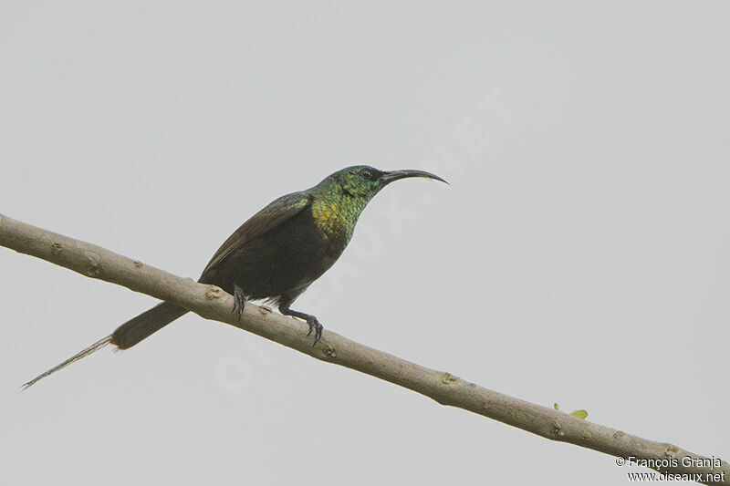 Souimanga bronzé mâle adulte, identification