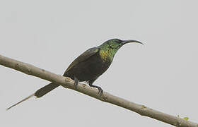 Bronzy Sunbird