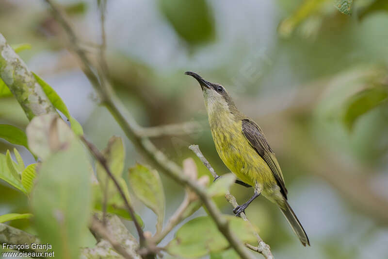 Bronzy Sunbird female adult, identification