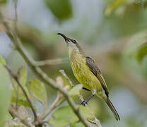 Bronzy Sunbird