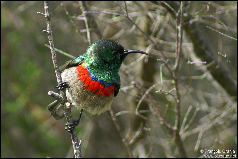Southern Double-collared Sunbird male