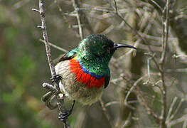 Southern Double-collared Sunbird